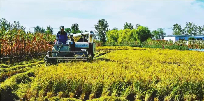         盘锦市的水稻陆续成熟，迎来收割季节。