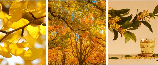 福清一般SPA会有大飞机项目嘛