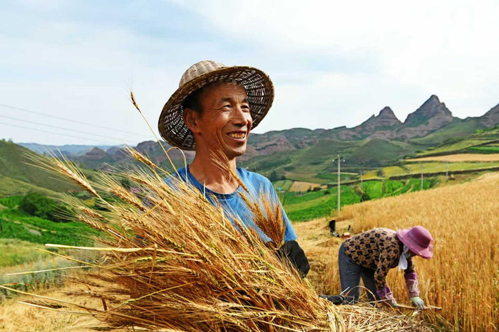固原市西吉县迎来丰收。师龙摄