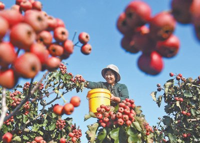 山东省淄博市沂源县悦庄镇崔家庄村，农民在采摘山楂。赵东山摄（影像中国）