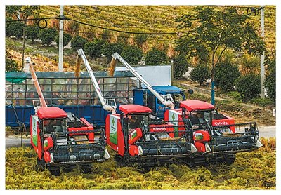收割机把收获的稻谷装车。以上图片均为新华社记者徐昱摄