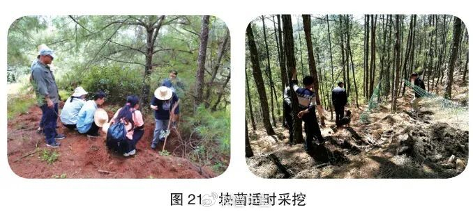 《主要野生食用菌保育促繁技术》中对于如何正确采集野生菌的介绍