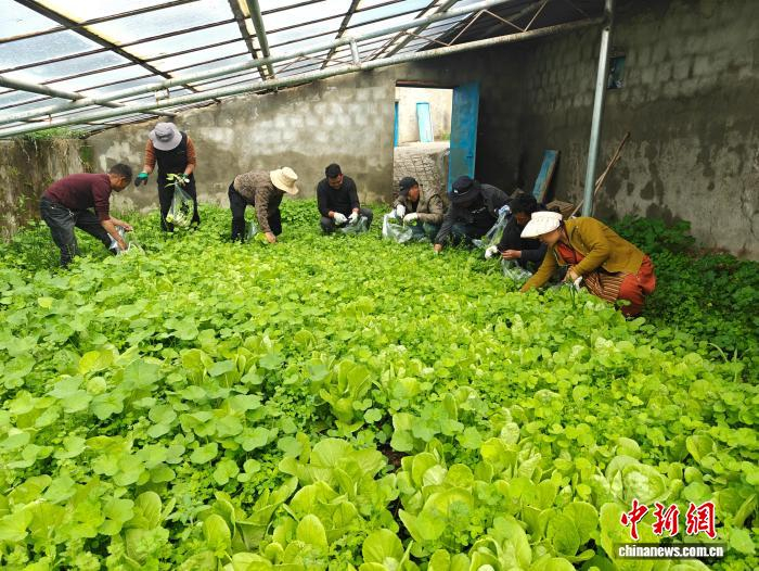 　　图为扎杂村牧民与村干部在海拔4600米的温室大棚里摘菜。扎杂村驻村工作队 供图
