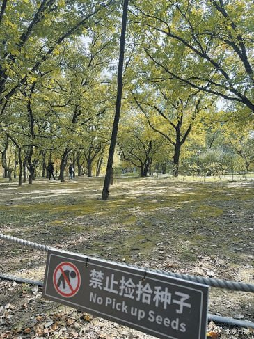 国家植物园挂着禁止捡拾种子的提示牌。