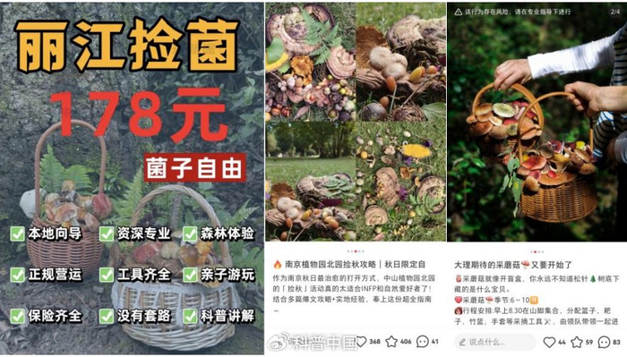 小红书上采蘑菇招募以及采蘑菇的收获帖子