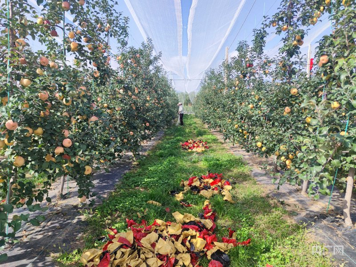 长势喜人的苹果（央广网见习记者  罗赟鹏  摄）