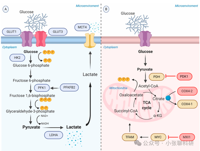 万维网怎么域名解析