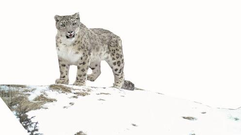 青海雪豹種群數(shù)量約1200只 棲息地面積約47萬平方公里
