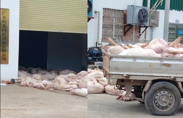 广东一肉联食品企业堆放大量死猪。网友供图