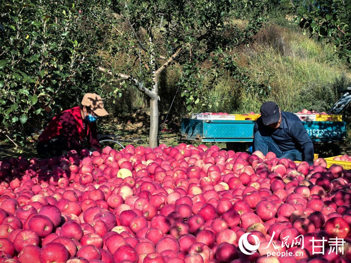 果农在分拣苹果。人民网记者 周婉婷摄
