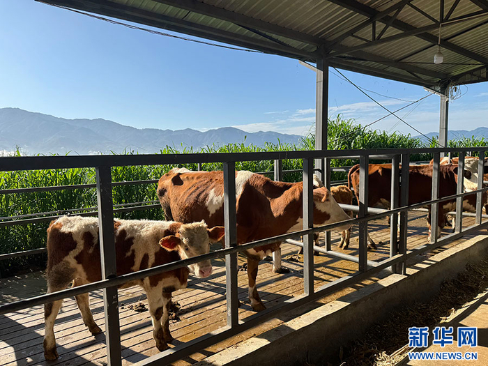 洒坞村肉牛养殖场（9月25日摄）。新华网发（李娜 摄）