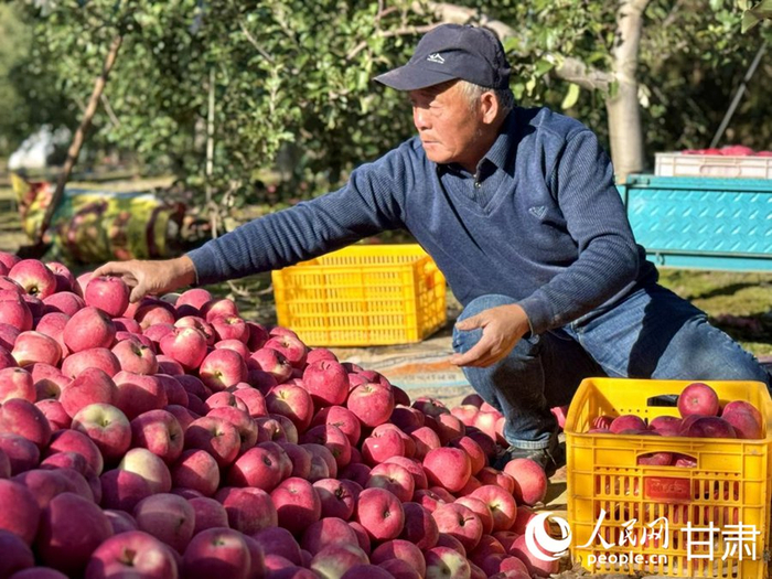 果农收获忙。人民网记者 焦隆摄
