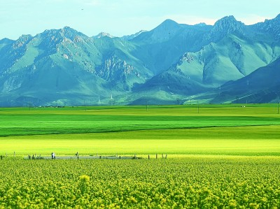     青海省门源县的油菜花海。本报记者 韩寒摄/光明图片