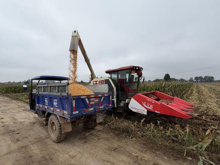 图为一台履带式联合收割机在陕西省武功县长宁镇一处粮田完成收割后将玉米倒入运粮车。新华社记者刘彤 摄