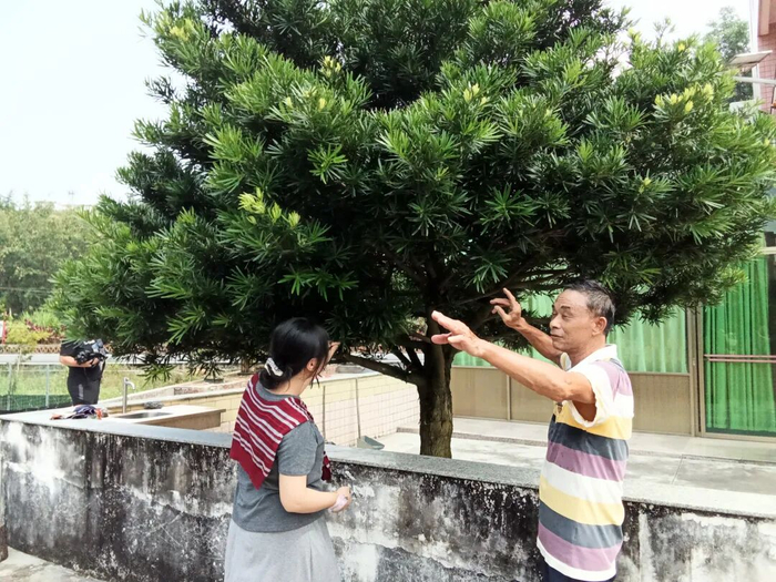 村民在庭院种植罗汉松扮靓家园