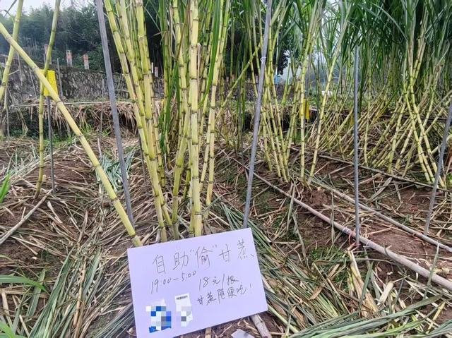 甘蔗地边“自助偷甘蔗”的牌子。受访者供图