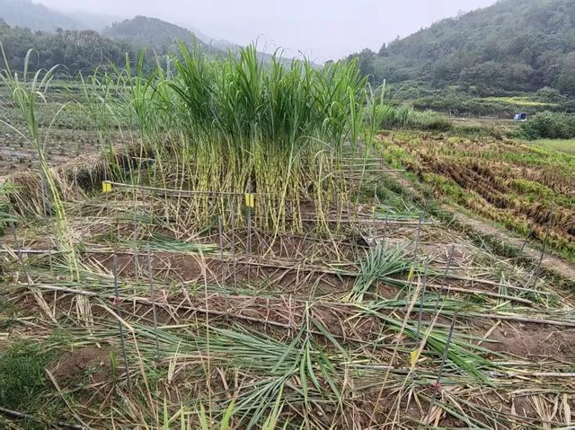 甘蔗地限定自助体验卡还剩半个月。受访者供图