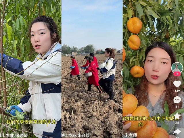 快手账号“桃博士农业宋老师”截图