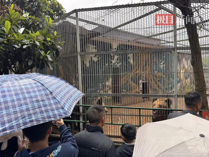 游客冒雨游览动物园