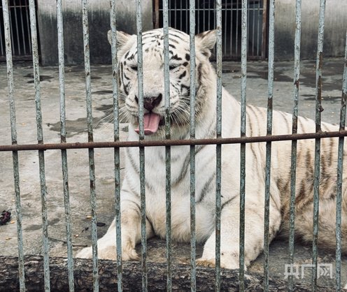 动物园里可爱的老虎（央广网发 龙艺 摄）