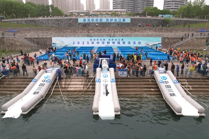 ▲2025年4月12日在湖北宜昌举行的中华鲟增殖放流活动现场 摄影：陈臣