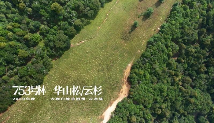 图注：位于云南大理的蚂蚁森林752号林修复破碎林带