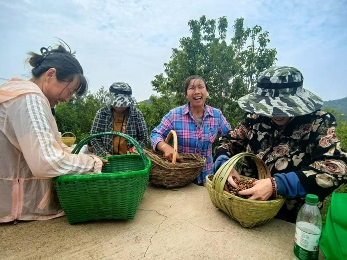 图：桑树坪村花椒采摘大赛现场参赛村民完成采摘