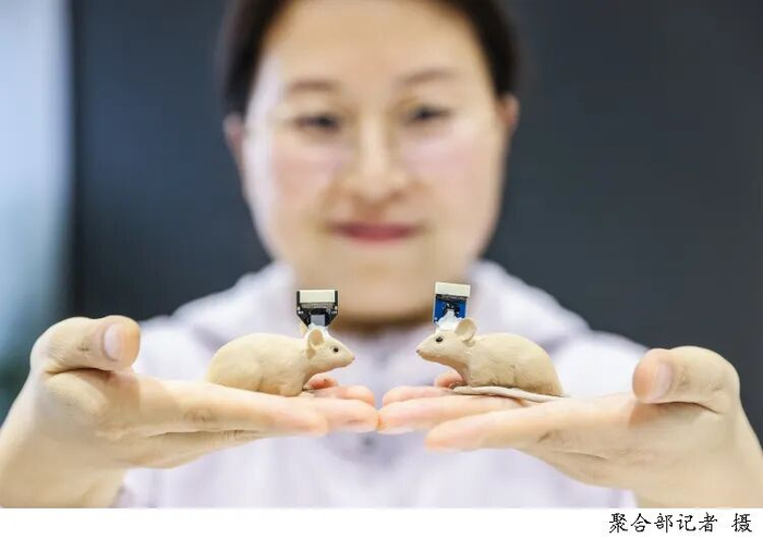 上海一家企业展示脑机接口动物实验成果。（文汇报 聚合部记者摄 ）