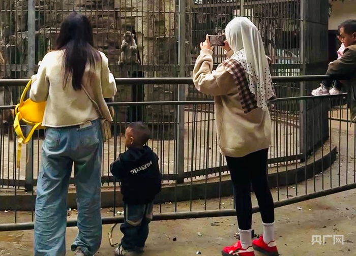 游客在动物园里观赏动物（央广网发 龙艺 摄）