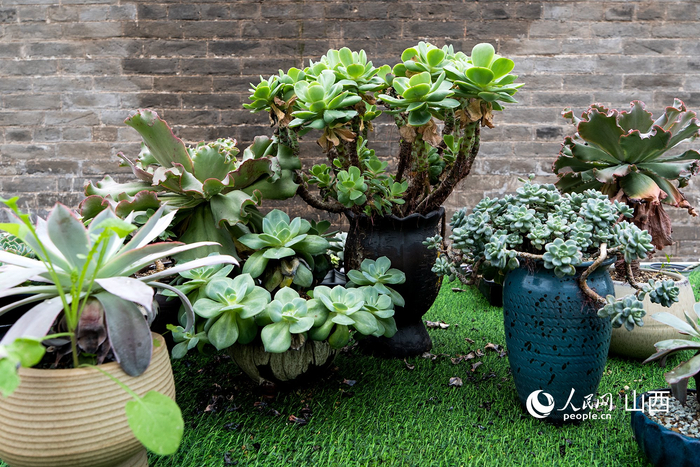 晋城市泽州县保福村多肉坊培育的多肉盆景。人民网记者 焦搏文摄