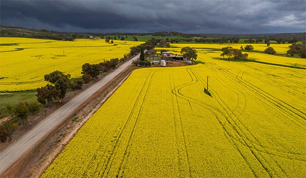  澳大利亚油菜田 社交媒体