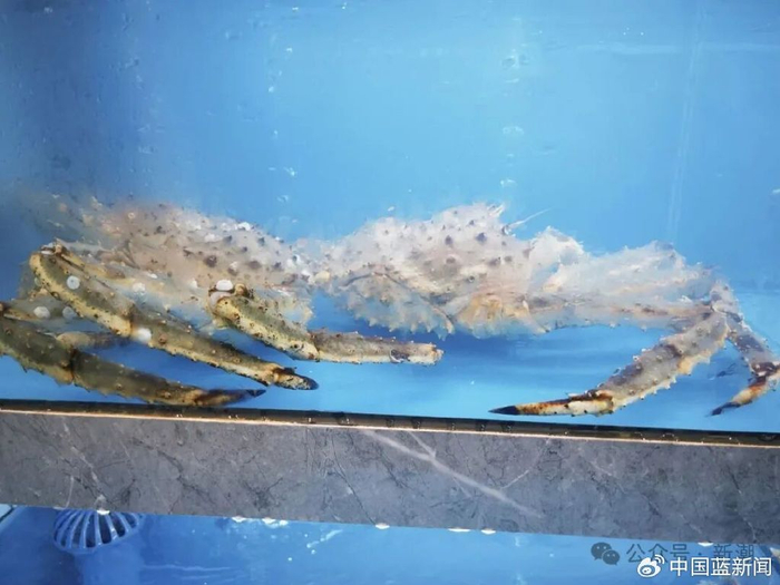 南京大学某食堂中的帝王蟹