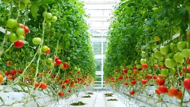 有机番茄智能种植实验区实景。（活动主办方供图）