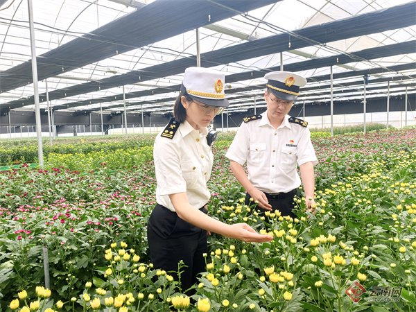 海关关员在云南文山鲜切花种植基地开展日常监管