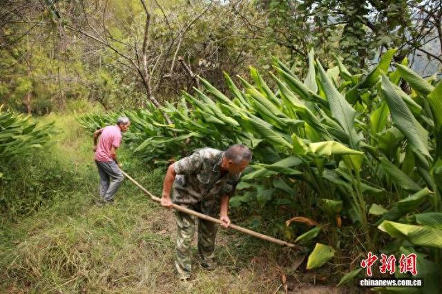 村民为畲药材除草。孙杨洋 摄