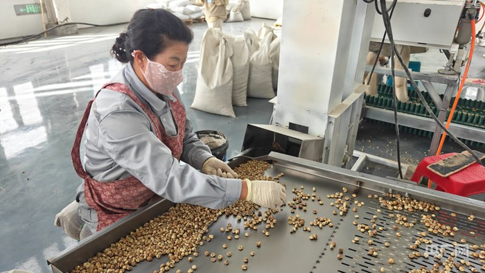 工人正在进行油莎豆分拣 （央广网记者郭璁悦 摄）