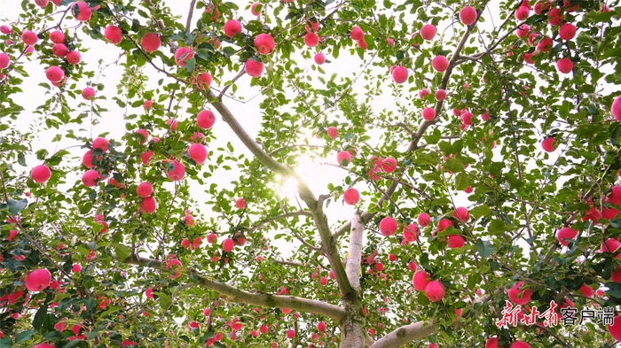 累累硕果，挂满枝头。