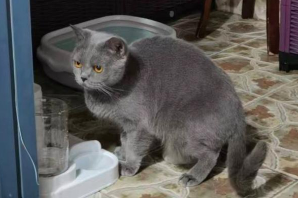 ▲黄女士领养的英短蓝猫