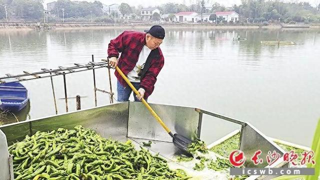 姜胜承包的鱼塘平均每天要投喂两千公斤辣椒。长沙晚报全媒体记者 李金 摄