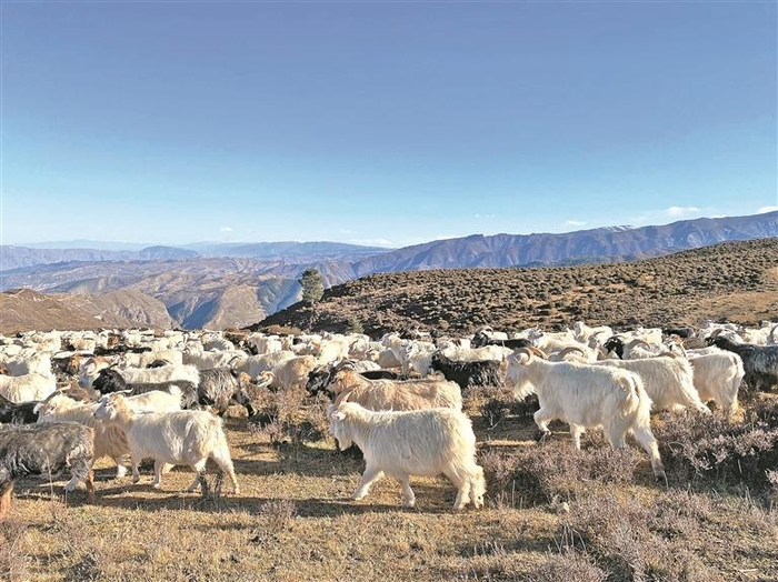 黄南特色养殖。本报记者 栾雨嘉 摄