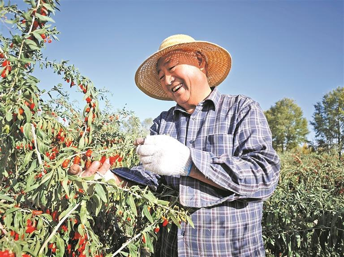 海西州都兰县枸杞丰收。本报记者 李庆玲 摄