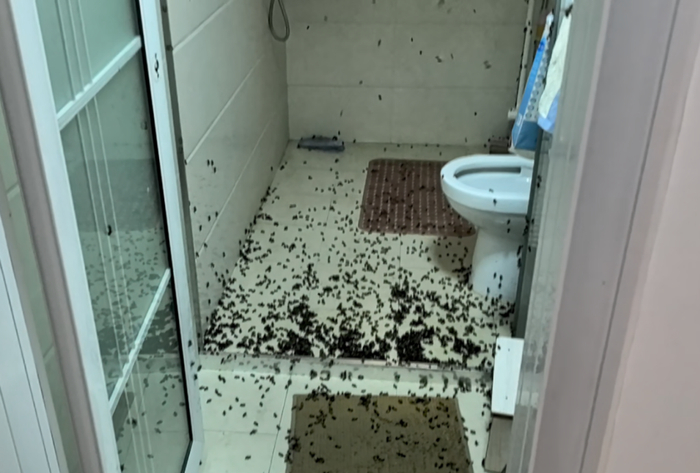 卫生间密密麻麻的蜂群。图源：淮安消防