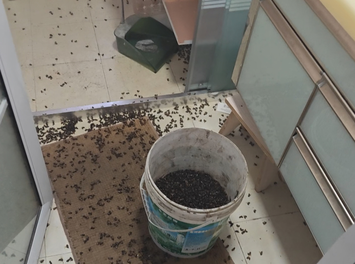 消防员清理出半桶蜜蜂尸体。图源：淮安消防