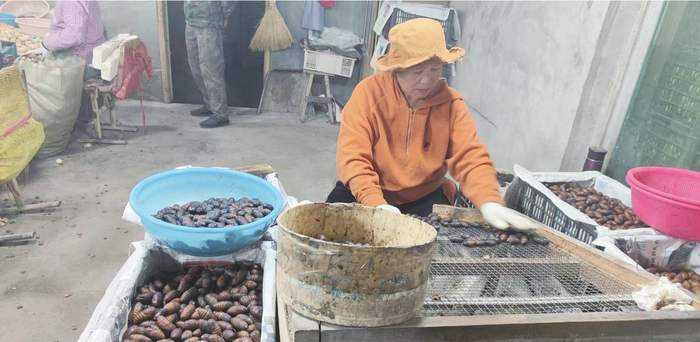 农户正在加工柞蚕。 大营子镇蚕蛹生产基地供图