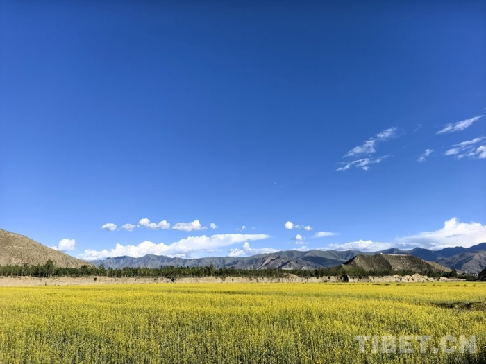 图为企业油菜花种植地　受访者供图
