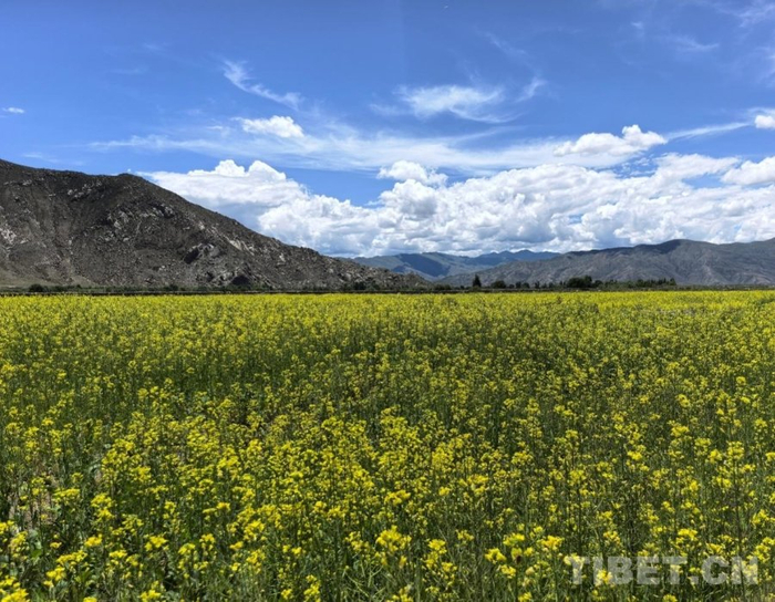 图为企业油菜花种植地　受访者供图