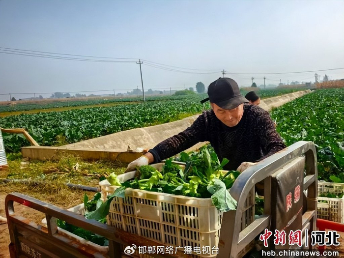 图为农户在搬运西兰花。 范佳辉 摄