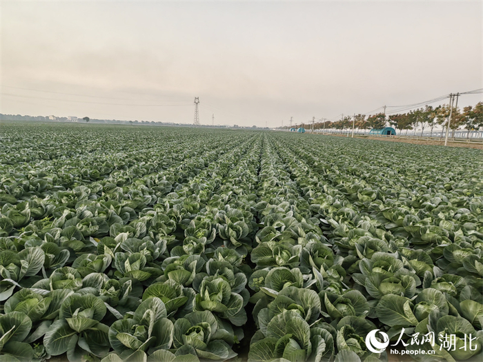 潘家湾镇十里蔬菜长廊。人民网记者 郭婷婷摄