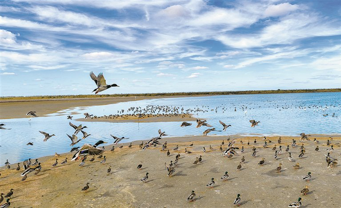 近日，在江苏省盐城市东台条子泥湿地，大批候鸟飞抵越冬。