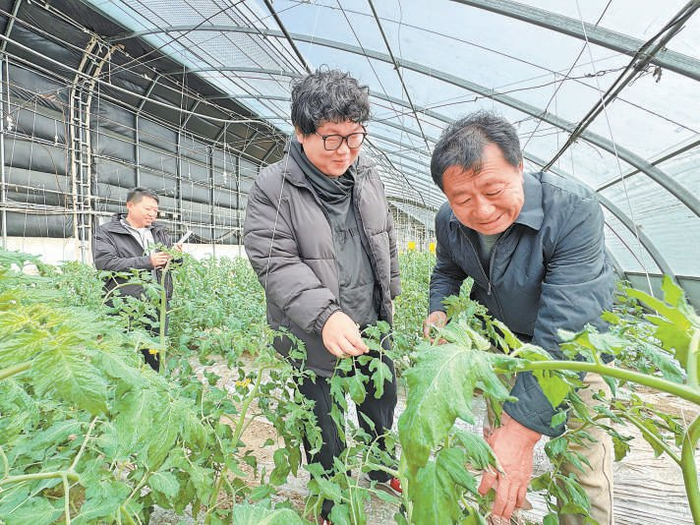 韩传坤（左二）正和乡亲们一起察看番茄秧长势。本报记者 陈强摄
